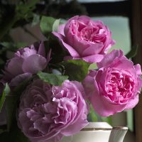 Rose - Garden Roses -Pink
