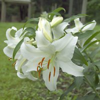 Lily - Oriental - Cassablanca