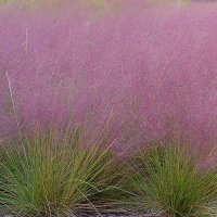 Grass - Pink Muhly