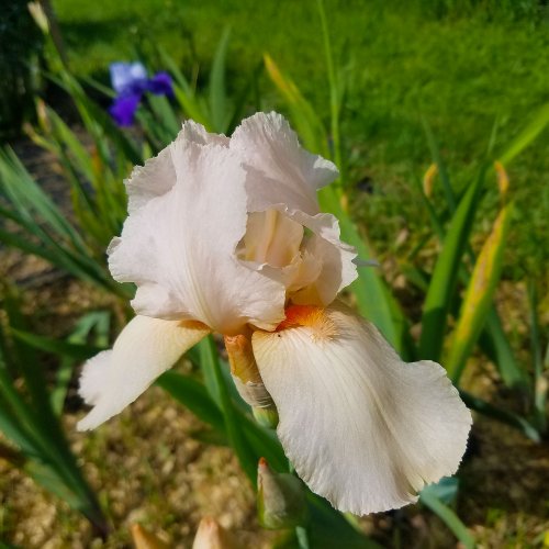 Iris - Bearded - Peach