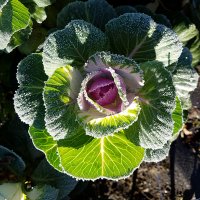 Kale - Flowering