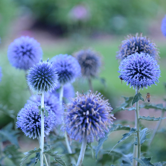 Globe Thistle - Long stemmed (with approximately 3-5 flowers) - Click Image to Close