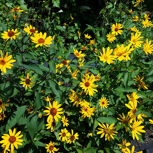 False Sunflower-Yellow - Click Image to Close