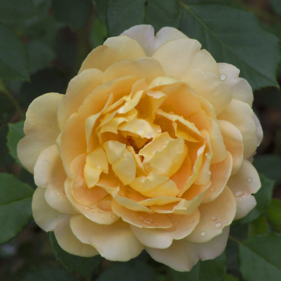 Rose - Garden Roses -"Golden Celebration" - Click Image to Close