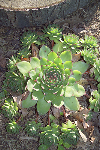 Succulents - Hens and Chicks