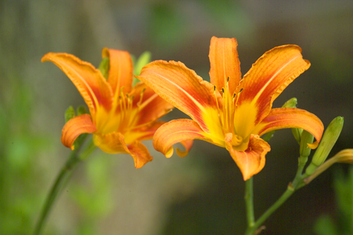 Lily - Orange - Click Image to Close