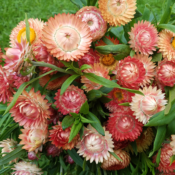 Strawflower - Click Image to Close