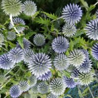 Globe Thistle - Long stemmed (with approximately 3-5 flowers)