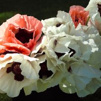 Poppy - Coral Reef, Royal Wedding, Pink Ruffles